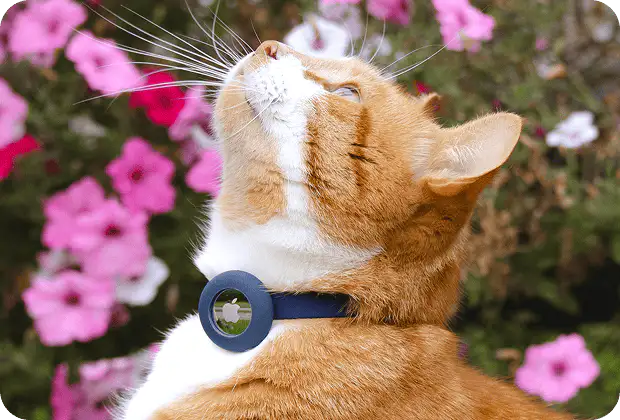 Why Safety Breakaway Collars Are Essential for Cats