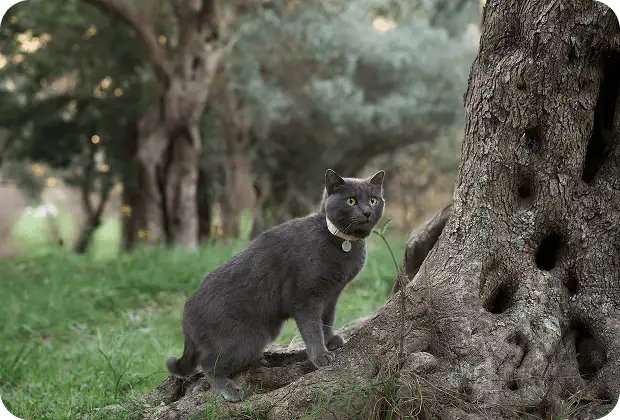 A Step-by-Step Guide to Getting Your Cat Comfortable with a Collar